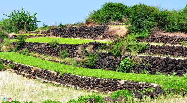 Bờ đá trầm tích núi lửa tạo nên những thửa ruộng bậc thang tuyệt tác ở đảo Bé Lý Sơn. Tiến sĩ Nguyễn Đăng Vũ, giám đốc Sở Văn hóa thể thao và Du lịch Quảng Ngãi, nhận định những thửa ruộng bậc thang có bờ đá trầm tích núi lửa có nét giống ruộng bậc thang vùng Tây Bắc, có thể hình thành nên tour du lịch khám phá ruộng bậc thang trầm tích núi lửa độc đáo hấp dẫn, lý thú.