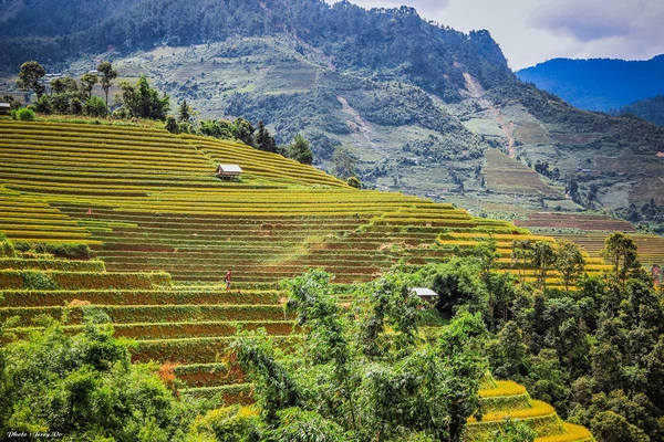 Cứ vào tháng 9, tháng 10 hàng năm là dân du lịch lại rủ nhau băng qua đèo Khau Phạ, một trong tứ đại đỉnh đèo của Việt Nam, tìm lên Mù Cang Chải đắm mình trong không gian rực rỡ của ngày lúa chín.