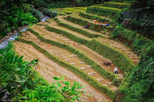Ruộng bậc thang ở Mù Cang Chải kéo dài lên tận đỉnh rồi như những đợt sóng vàng uốn lượn khắp sườn đồi, lớp nọ gối tiếp lớp kia bất tận.