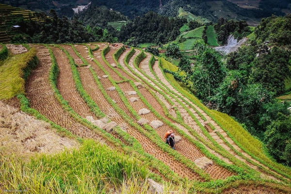 Trên những thửa ruộng đang chín vàng, đâu đó xuất hiện bóng dáng của đồng bào dân tộc đang thu hoạch lúa, họ đi theo nhóm nhỏ chứ không ồn ã, vội vàng như không khí ngày mùa ở miền xuôi.