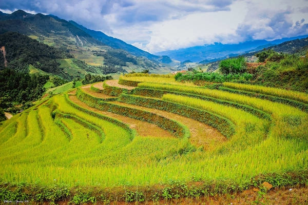 Những gốc rạ còn lại như điểm tô cho bức tranh mùa vàng thêm phần hoàn hảo, no ấm.