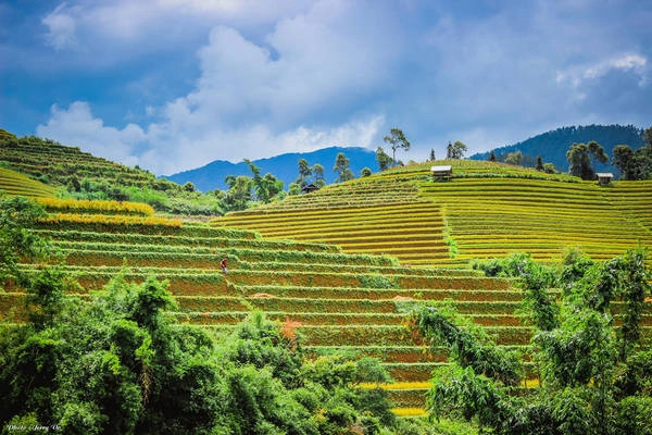 Mù Cang Chải (Yên Bái) nằm cách Hà Nội khoảng 300 km, nơi đây được biết đến là một trong những địa điểm săn lúa chín thơ mộng nhất, thu hút nhiều nhiếp ảnh gia và khách du lịch nhất.