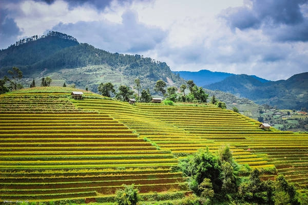 Vào khoảng trung tuần tháng 9, sắc vàng bắt đầu bao phủ khắp núi rừng Tây Bắc.