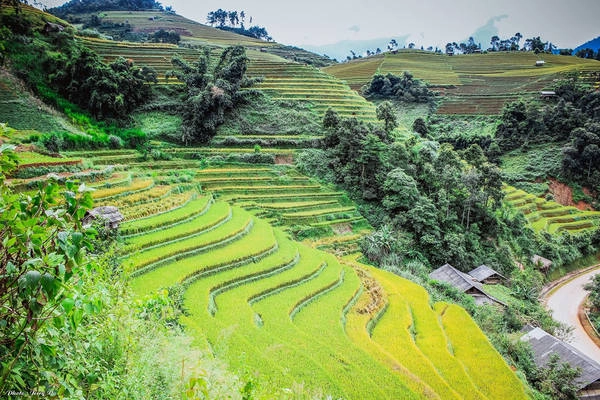 Những thửa ruộng bậc thang của xứ Mù rộng mênh mông, vàng ươm trong mùa lúa chín, khiến ai cũng ao ước một lần được tận mắt ngắm nhìn.