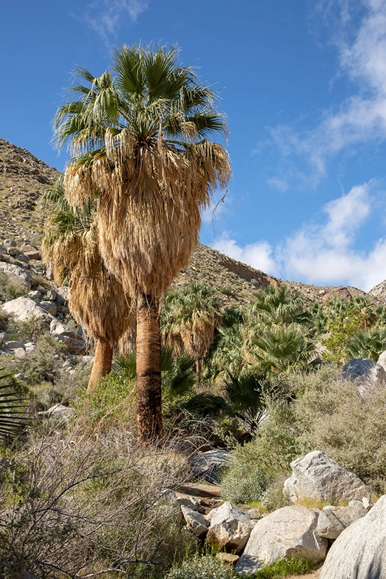 Quang cảnh trên đường mòn hẻm núi Hellhole ở phía tây nam của Trung tâm du khách thuộc công viên Anza-Borrego. Con đường này dẫn đến Maidenhair - thác nước cao 6 m được ví như phần thưởng cho những du khách đi bộ đường dài sau một ngày khám phá sa mạc. Ảnh: Beth Coller.