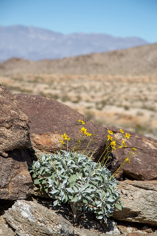 Brittlebush, một loại cây bụi sa mạc mọc ở phía tây nam. Ảnh: Beth Coller.