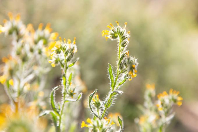 Hoa fiddleneck khoe sắc trong ánh nắng ban ngày. Từ 16/3, Trung tâm du khách của công viên sa mạc Anza-Borrego tạm thời bị đóng cửa do dịch Covid-19, tuy nhiên công viên vẫn mở cửa cho khách tham quan, cắm trại. Ảnh: Beth Coller.