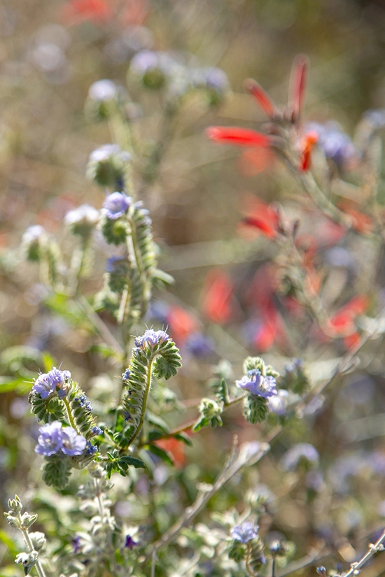 Chuperosa, heliotrope và các loại thực vật sa mạc có hoa khác thu hút du khách đến công viên vào cuối mùa đông và đầu mùa xuân hàng năm. Ảnh: Beth Coller.