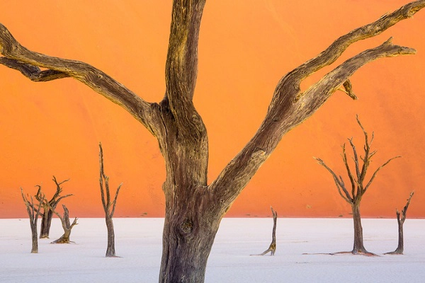 Những bộ xương cây khô ở Deadvlei - Ảnh: Ian Plant Những bộ xương cây khô ở Deadvlei - Ảnh: Ian Plant