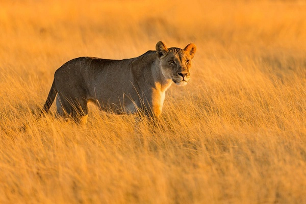 Báo ở Công viên quốc gia Etosha - Ảnh: Ian Plant Báo ở Công viên quốc gia Etosha - Ảnh: Ian Plant