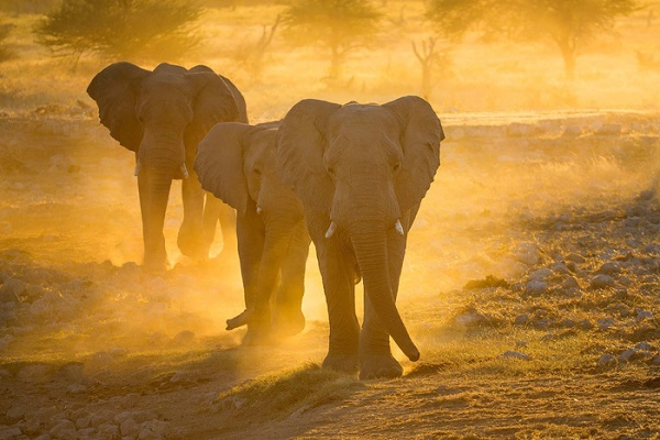 Voi ở Công viên quốc gia Etosha - Ảnh: Ian Plant Voi ở Công viên quốc gia Etosha - Ảnh: Ian Plant