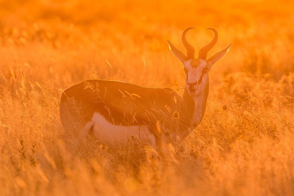 Linh dương ở Công viên quốc gia Etosha - Ảnh: Ian Plant Linh dương ở Công viên quốc gia Etosha - Ảnh: Ian Plant