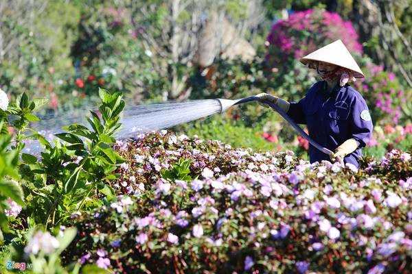 Hoa được các công nhân tưới thường xuyên trong ngày để đảm bảo luôn tươi tắn, rực rỡ.