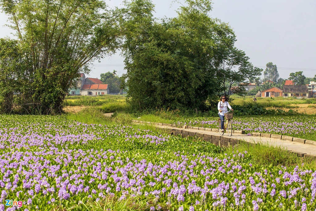   Mỗi dịp đầu hè, những bông hoa tím lại ngoi lên mặt nước. Mỗi con sông, ao hồ như được khoác lên mình một tấm áo mới. Hoa có sức sống mãnh liệt, chỉ cần được cắm rễ xuống nước, chẳng mấy chốc cả ao hồ ken đặc một màu xanh tươi mát. 