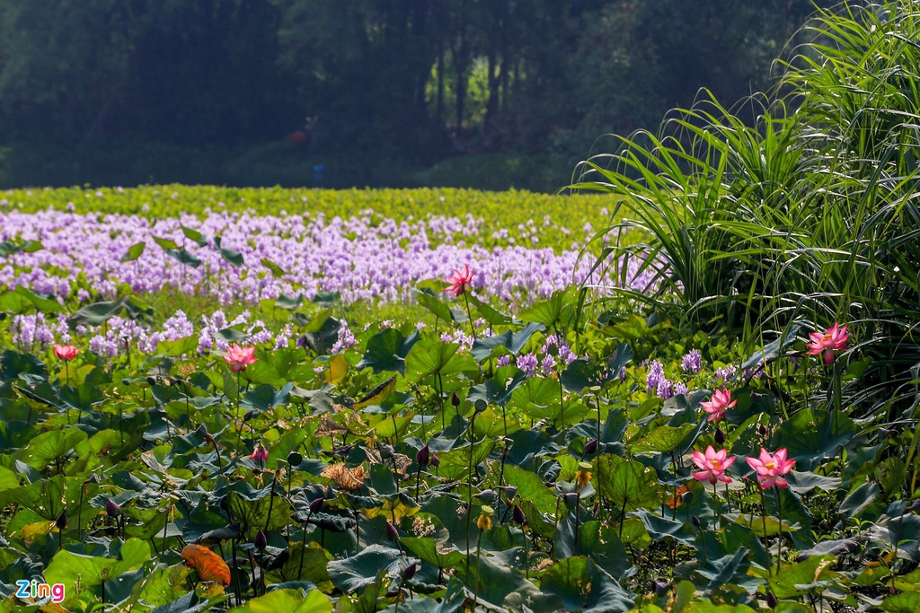  Dù không được ca ngợi như nhiều loài hoa khác nhưng lục bình đã trở thành một hình ảnh không thể quên trong ký ức mỗi người.