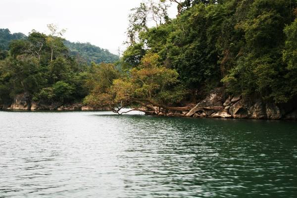 Càng đi xa bến thuyền, nước hồ Ba Bể như càng xanh trong hơn. Với nguồn nước dồi dào và khí hậu thích hợp, hệ động thực vật ở hồ Ba Bể được xếp vào hạng phong phú bậc nhất ở Việt Nam. Bạn có thể bắt gặp những nhánh cây vươn dài ra mặt hồ khi đi thuyền qua.