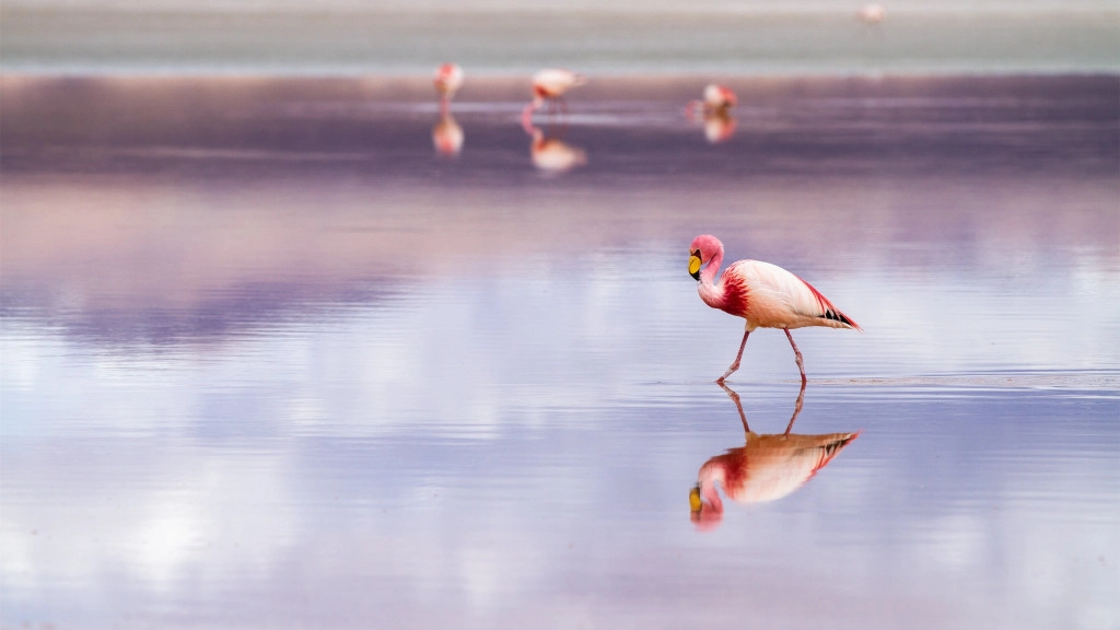 Loài hồng hạc ở Salar De Uyuni. Ảnh: allmacwallpaper.com