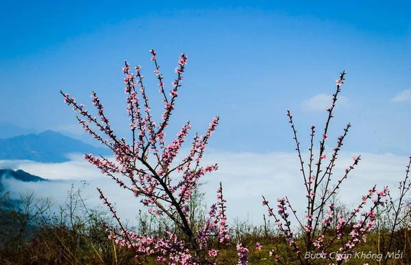 Khi xuân về, Y Tý không chỉ bồng bềnh với biển mây trắng như bông, mà nở rộ sắc thắm của hoa đào. Cảnh sắc thơ mộng cùng với tình người ấm áp của những người dân tộc nơi đây là điều thú vị mà không phải ai cũng có thể cưỡng lại. Ảnh: Nguyễn Ngọc Minh.