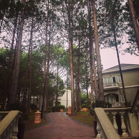 Hàng thông xanh cao vút che phủ bóng mát cho những con đường nhỏ trong khu resort. Ảnh: @ivy y ly Hàng thông xanh cao vút che phủ bóng mát cho những con đường nhỏ trong khu resort. Ảnh: @ivy y ly