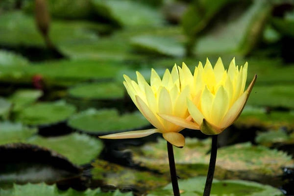  Hoa súng vàng. Ảnh: Bá Tử Kinh.