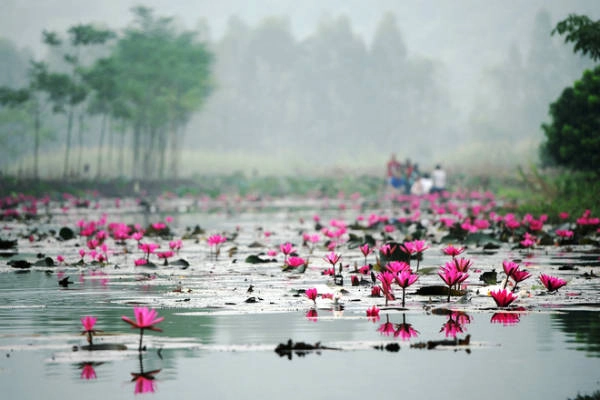 Chèo thuyền ngắm hoa súng ở Suối Yến. Ảnh: Hung Lekima