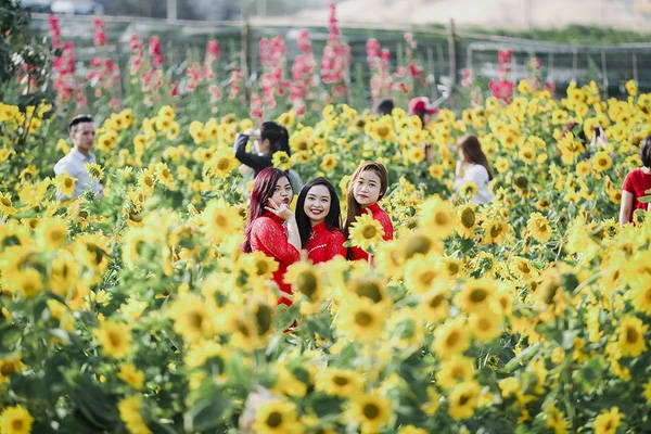 sau-da-lat-va-nghe-an-cuoi-cung-thi-gioi-tre-da-nang-cung-da-co-vuon-huong-duong-de-chup-hinh-ivivu-13
