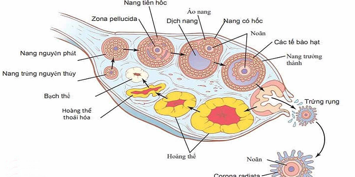 Quan hệ có thai cần phụ thuộc vào noãn bào của phụ nữ