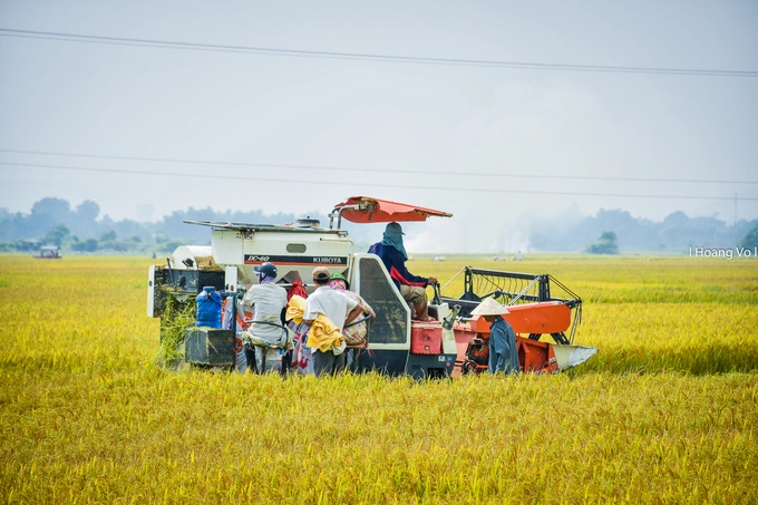 Cuối tháng 4, nhiều cánh đồng ở Thừa Thiên - Huế nhộn nhịp hơn hẳn khi người dân gặt lúa. Để chiêm ngưỡng khung cảnh ngày mùa, bạn có thể ghé làng La Chữ, xã Hương Chữ, thị xã Hương Trà. Nơi đây, những đồng lúa chín trải dài tít tắp.