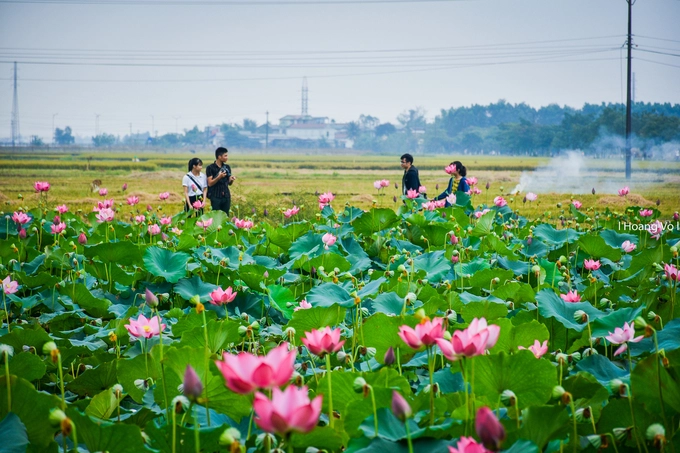 Nhờ khung cảnh thơ mộng, ao sen làng La Chữ trở thành điểm chụp ảnh nhiều bạn trẻ tìm đến.