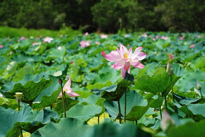 Ngồi trên thuyền, từ xa, du khách đã có thể nhìn thấy hoa lấp ló dưới bóng cây tràm. Ngồi trên thuyền, từ xa, du khách đã có thể nhìn thấy hoa lấp ló dưới bóng cây tràm.