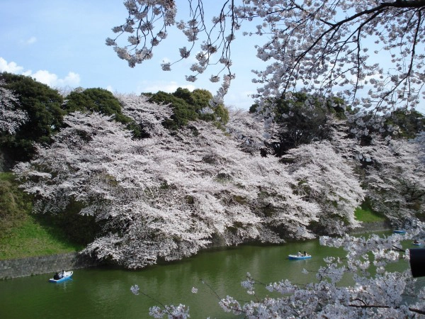 Cảnh hoa anh đào ở Seoul