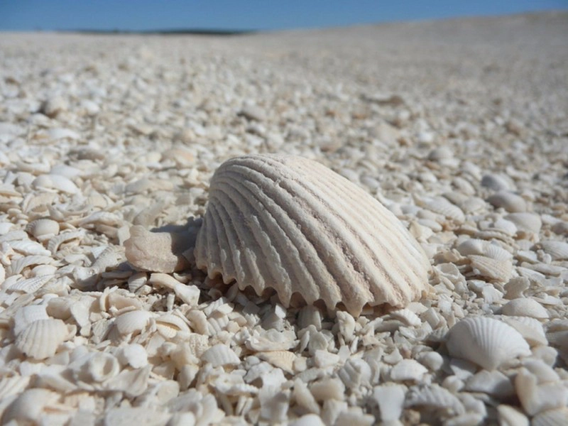 bai-bien-vo-so-Shell-Beach-ivivu-10