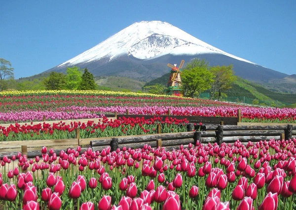 Shizuoka - Ảnh: asobii Shizuoka - Ảnh: asobii