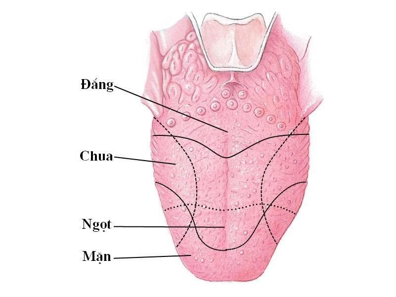 Hình ảnh sơ đồ vùng vị giác trên lưỡi