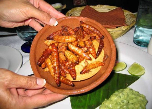 Sâu agave được tìm thấy trong các chai rượu tequila hoặc mezcal. Chúng thường được ngâm trong rượu hay chế biến thành món ăn đặc biệt ở Mexico. Sâu agave được tìm thấy trong các chai rượu tequila hoặc mezcal. Chúng thường được ngâm trong rượu hay chế biến thành món ăn đặc biệt ở Mexico.