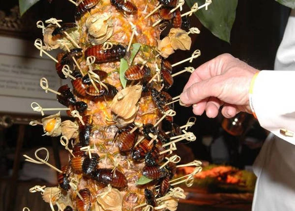 Gián, một loài côn trùng bị chê là bẩn thỉu, ấy thế mà lại là món ăn ngon ở nhiều nước và còn được nuôi để bán làm thực phẩm. Gián thường được chiên hoặc xào. Gián, một loài côn trùng bị chê là bẩn thỉu, ấy thế mà lại là món ăn ngon ở nhiều nước và còn được nuôi để bán làm thực phẩm. Gián thường được chiên hoặc xào.