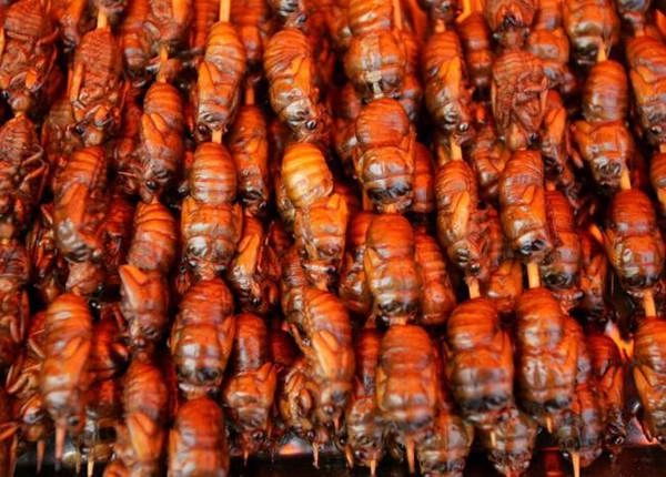 Nhộng ve sầu mới lột xác mềm và ngọt, được dùng làm món nhậu ở các nước châu Á như Việt Nam, Trung Quốc, Nhật Bản, Malaysia. Nhộng ve sầu mới lột xác mềm và ngọt, được dùng làm món nhậu ở các nước châu Á như Việt Nam, Trung Quốc, Nhật Bản, Malaysia.