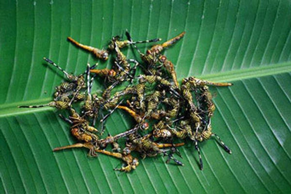 Ở Bali (Indonesia), người ta bắt chuồn chuồn, bỏ cánh rồi chiên hay nấu với sữa dừa và gừng, tỏi. Ở Bali (Indonesia), người ta bắt chuồn chuồn, bỏ cánh rồi chiên hay nấu với sữa dừa và gừng, tỏi.