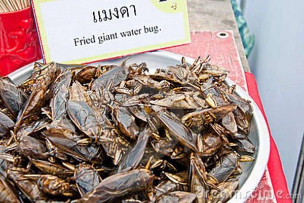 Cà cuống được chế biến thành nhiều món như cà cuống rang muối, cà cuống chiên vàng với bơ, pho mát, cà cuống băm nhỏ xào trứng, cà cuống ngâm rượu. Người Hà Nội thường cho một chút tinh dầu cà cuống vào bát nước chấm cho dậy mùi khi ăn bún thang, chả cá, bún chả… Nhiều nước châu Á như Thái Lan, Philippines, Trung Quốc đều thích món cà cuống này. Cà cuống được chế biến thành nhiều món như cà cuống rang muối, cà cuống chiên vàng với bơ, pho mát, cà cuống băm nhỏ xào trứng, cà cuống ngâm rượu. Người Hà Nội thường cho một chút tinh dầu cà cuống vào bát nước chấm cho dậy mùi khi ăn bún thang, chả cá, bún chả… Nhiều nước châu Á như Thái Lan, Philippines, Trung Quốc đều thích món cà cuống này.