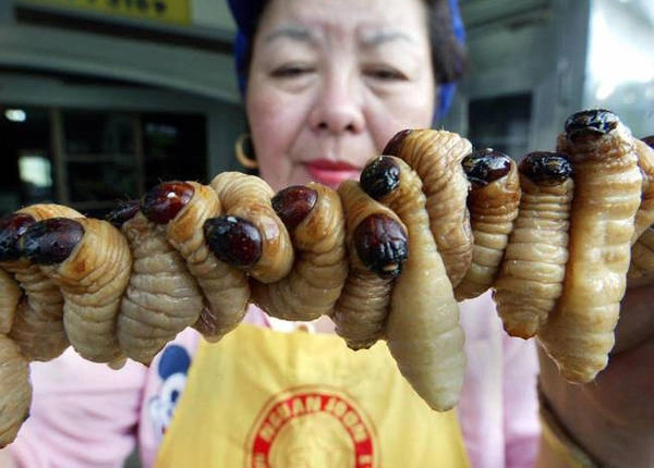 Tằm tơ (ấu trùng của loài bướm tằm) được chiên, rang thành món ngon ở một số nước như Thái Lan, Hàn Quốc, Việt Nam. Tằm tơ (ấu trùng của loài bướm tằm) được chiên, rang thành món ngon ở một số nước như Thái Lan, Hàn Quốc, Việt Nam.