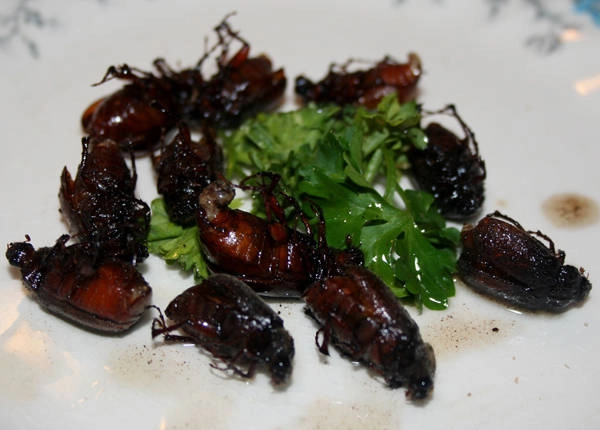 Bọ da (June bug) thường được thổ dân châu Mỹ rang, nướng trên than nóng để ăn. Món côn trùng này giờ đã phổ biến ở nhiều nơi khác. Bọ da (June bug) thường được thổ dân châu Mỹ rang, nướng trên than nóng để ăn. Món côn trùng này giờ đã phổ biến ở nhiều nơi khác.
