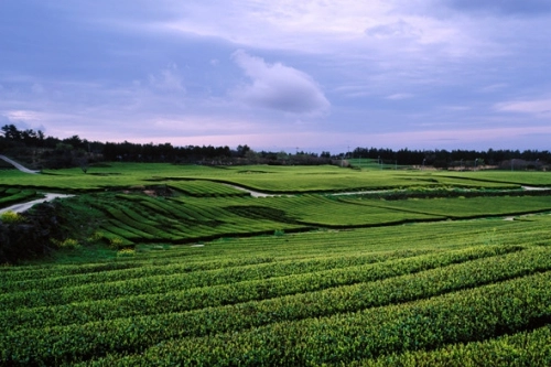 Trang trại chè vào buổi sáng sớm. Trang trại chè vào buổi sáng sớm.