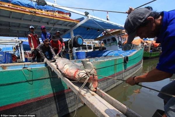 Với những con cá mập to, ngư dân phải dùng dây thừng và cầu gỗ để kéo lên bờ.