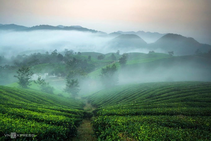 Thương hiệu chè Long Cốc được sản xuất theo tiêu chuẩn VietGAP, với các loại sản phẩm chè an toàn từ truyền thống đến giống mới chất lượng cao, như chè Đinh Bát Tiên hay chè Shan Bát Tiên.