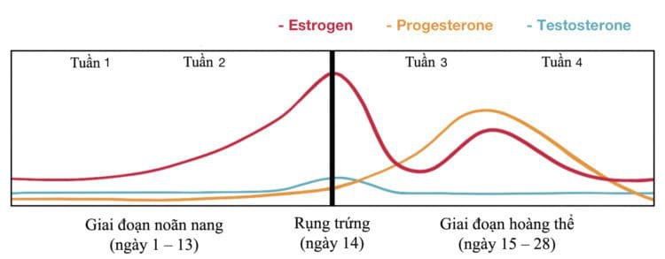 Giai đoạn hoàng thể
