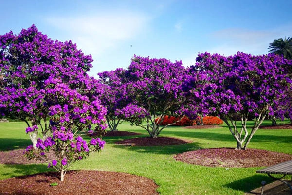 Những cây hoa mua bung nở trong công viên Centennial Park - Ảnh: Nguyễn Ngọc Tuấn Những cây hoa mua bung nở trong công viên Centennial Park - Ảnh: Nguyễn Ngọc Tuấn