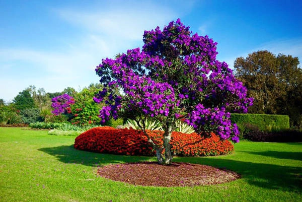 Những cây hoa mua được chăm sóc rất tốt trong công viên Centennial Park - Ảnh: Nguyễn Ngọc Tuấn Những cây hoa mua được chăm sóc rất tốt trong công viên Centennial Park - Ảnh: Nguyễn Ngọc Tuấn
