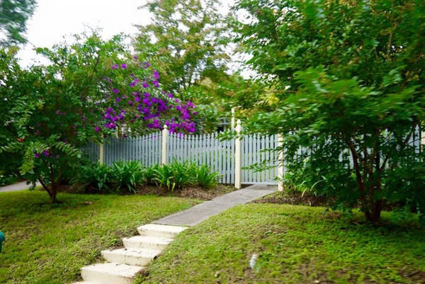Cây hoa mua ở những ngôi nhà ven đường - Ảnh: Nguyễn Ngọc Tuấn Cây hoa mua ở những ngôi nhà ven đường - Ảnh: Nguyễn Ngọc Tuấn