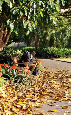 Mùa thu Sydney, những chiếc lá thu hiếm hoi bắt đầu rơi - Ảnh: Nguyễn Ngọc Tuấn Mùa thu Sydney, những chiếc lá thu hiếm hoi bắt đầu rơi - Ảnh: Nguyễn Ngọc Tuấn