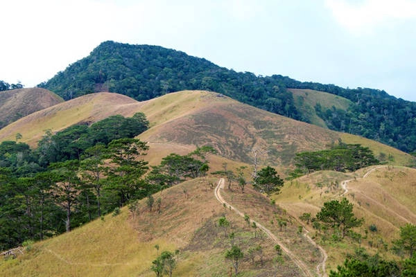 Cung đường trekking Tà Năng - Phan Dũng là niềm mơ ước của không ít các "phượt thủ". Ảnh: Trung Hảo
